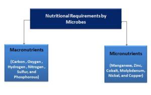 macronutrients for microbial growth include